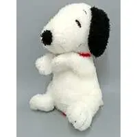 Plush - PEANUTS / Snoopy