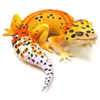 Trading Figure - Leopard Gecko