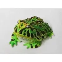 Trading Figure - Primary Color Amphibian Frog Encyclopedia