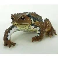 Trading Figure - Primary Color Amphibian Frog Encyclopedia