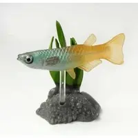 Trading Figure - Freshwater Fishes