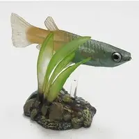 Trading Figure - Freshwater Fishes