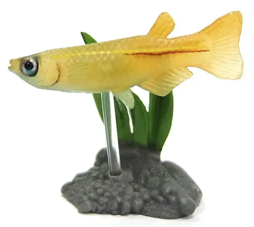 Trading Figure - Freshwater Fishes