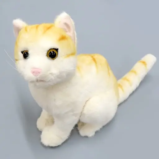 Plush - THE Real Cat