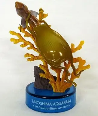 Trading Figure - Enoshima Aquarium