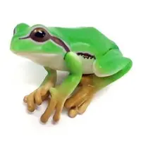 PUTITTO - Frog