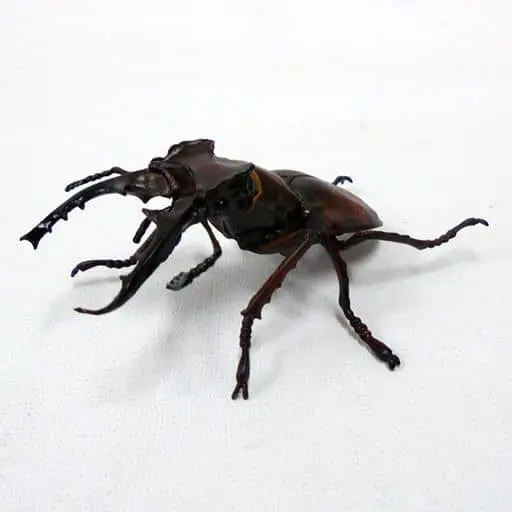 Trading Figure - Primary Color Japanese Insect Encyclopedia