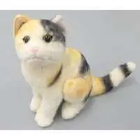 Plush - THE Real Cat