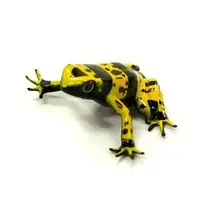 Trading Figure - Primary Color Amphibian Frog Encyclopedia