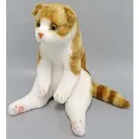 Plush - Cat