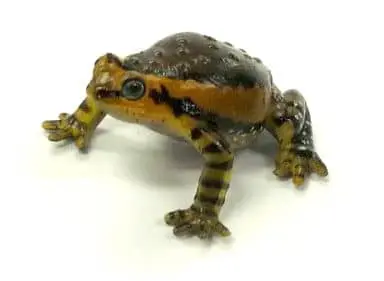 Trading Figure - Primary Color Amphibian Frog Encyclopedia