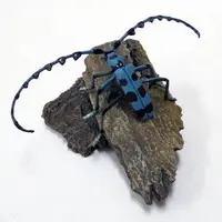 Trading Figure - Primary Color Japanese Insect Encyclopedia