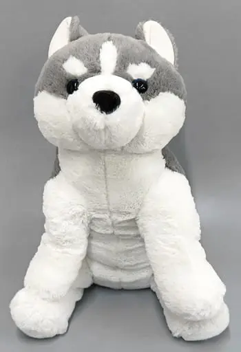 Plush - Siberian Husky