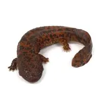 Trading Figure - Japanese giant salamander