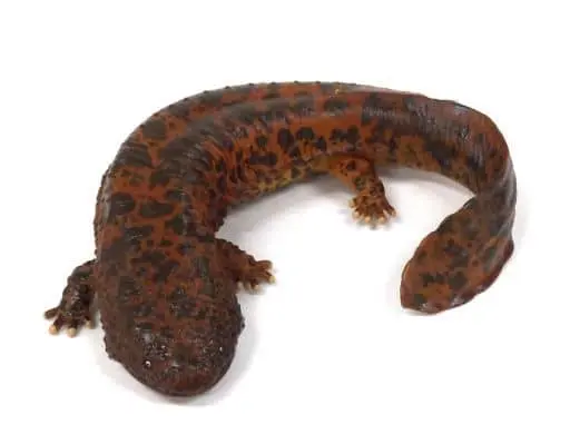Trading Figure - Japanese giant salamander