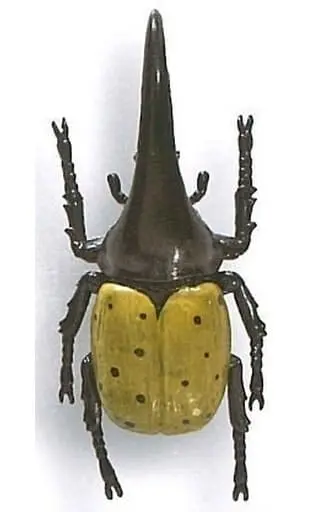 Trading Figure - Beetle collection specimen ZOOM