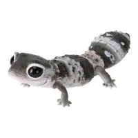 Trading Figure - Leopard Gecko