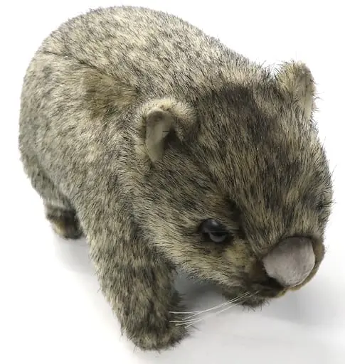 Plush - Common wombat