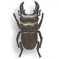 Trading Figure - Beetle collection specimen ZOOM
