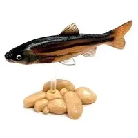 Trading Figure - Freshwater Fishes