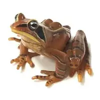 Trading Figure - Primary Color Amphibian Frog Encyclopedia