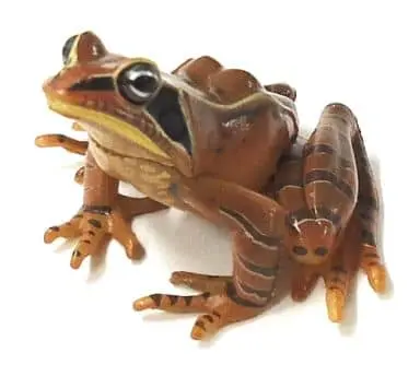 Trading Figure - Primary Color Amphibian Frog Encyclopedia