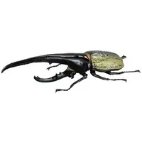 Trading Figure - Hercules Beetle