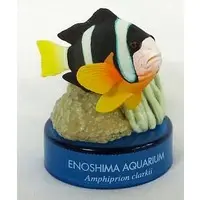 Trading Figure - Enoshima Aquarium