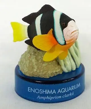 Trading Figure - Enoshima Aquarium