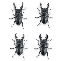 Trading Figure - Animarie Collection