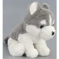 Plush - Siberian Husky