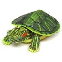 Trading Figure - Ikimono Daizukan