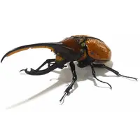 Trading Figure - Ikimono Daizukan