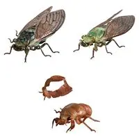 Trading Figure - Ikimono Daizukan