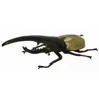 Trading Figure (ヘラクレス(通常Ver.) 「1/1 ヘラクレスオオカブト」)