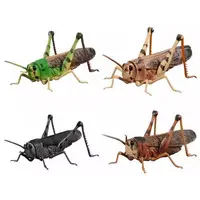 Trading Figure - Ikimono Daizukan