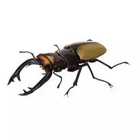 Trading Figure - Ikimono Daizukan