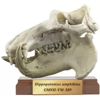 Trading Figure - TENNOJI ZOO