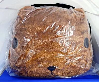 Plush - Kapibara-san