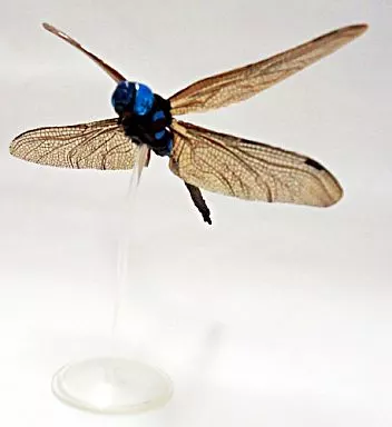 Trading Figure - Primary Color Japanese Insect Encyclopedia