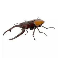 Trading Figure - Ikimono Daizukan