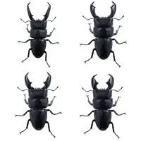 Trading Figure - Animarie Collection