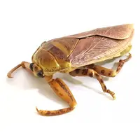 Trading Figure - Ikimono Daizukan