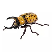 Trading Figure - Ikimono Daizukan