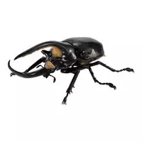 Trading Figure - Ikimono Daizukan