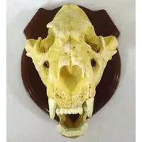 Trading Figure - 3D Capsule Encyclopedia