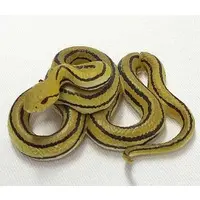 Trading Figure - Kaiyodo CapsuleQ Museum