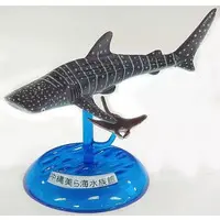 Trading Figure - Okinawa Churaumi Aquarium