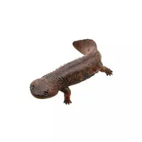 Trading Figure - Japanese giant salamander