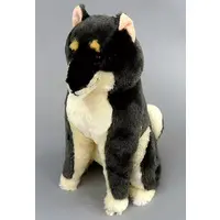 Plush - Hokkori Shibainu Chachanosuke